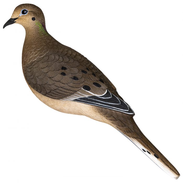 Avian X AVX-DOVE-6PK  Full Body Dove Multi-Color 6 Pack