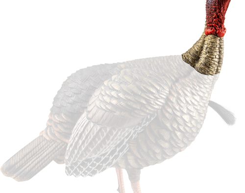 AVIAN X HDR JAKE DECOY
